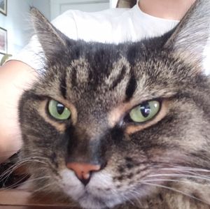 Meet your Posher, Han